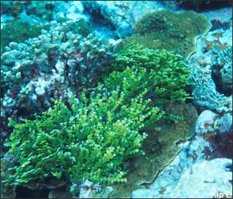 20110307-NOAA algae prettyalgae_100.jpg